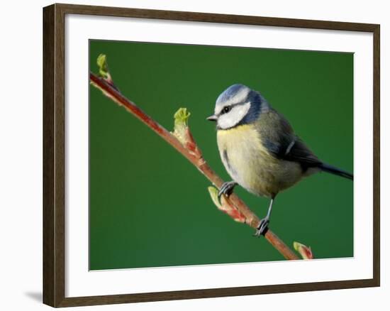 Blue Tit on Branch, Cornwall, UK-Ross Hoddinott-Framed Photographic Print