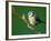 Blue Tit on Branch, Cornwall, UK-Ross Hoddinott-Framed Photographic Print