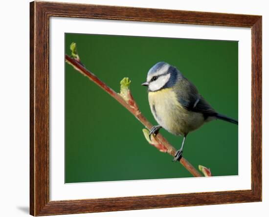 Blue Tit on Branch, Cornwall, UK-Ross Hoddinott-Framed Photographic Print