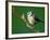 Blue Tit on Branch, Cornwall, UK-Ross Hoddinott-Framed Photographic Print