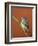 Blue Tit on Branch, Cornwall, UK-Ross Hoddinott-Framed Photographic Print