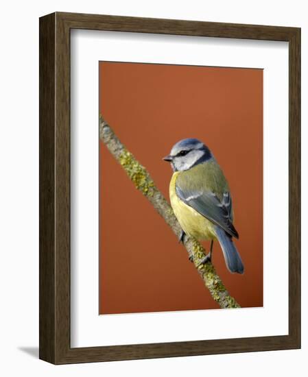 Blue Tit on Branch, Cornwall, UK-Ross Hoddinott-Framed Photographic Print