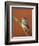 Blue Tit on Branch, Cornwall, UK-Ross Hoddinott-Framed Photographic Print