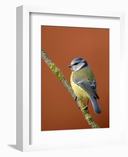 Blue Tit on Branch, Cornwall, UK-Ross Hoddinott-Framed Photographic Print