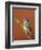 Blue Tit on Branch, Cornwall, UK-Ross Hoddinott-Framed Photographic Print