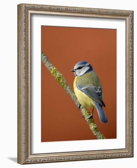 Blue Tit on Branch, Cornwall, UK-Ross Hoddinott-Framed Photographic Print