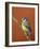 Blue Tit on Branch, Cornwall, UK-Ross Hoddinott-Framed Photographic Print