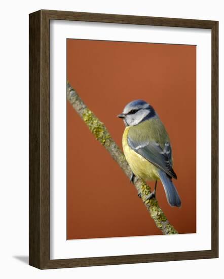 Blue Tit on Branch, Cornwall, UK-Ross Hoddinott-Framed Photographic Print