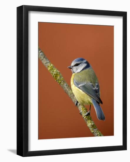 Blue Tit on Branch, Cornwall, UK-Ross Hoddinott-Framed Photographic Print