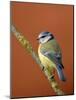 Blue Tit on Branch, Cornwall, UK-Ross Hoddinott-Mounted Photographic Print