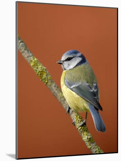 Blue Tit on Branch, Cornwall, UK-Ross Hoddinott-Mounted Photographic Print