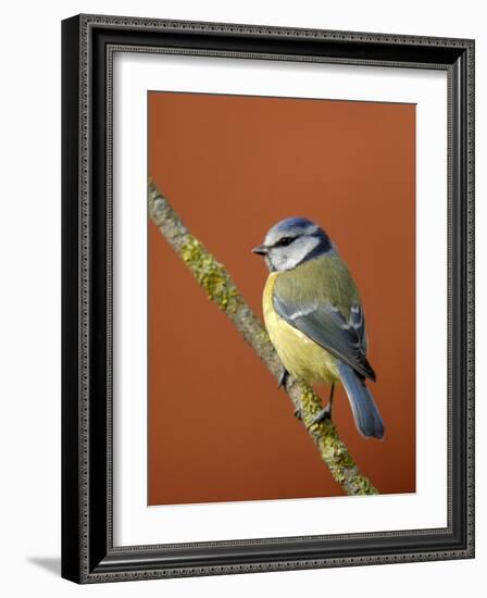 Blue Tit on Branch, Cornwall, UK-Ross Hoddinott-Framed Photographic Print