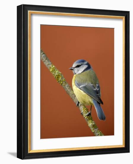 Blue Tit on Branch, Cornwall, UK-Ross Hoddinott-Framed Photographic Print