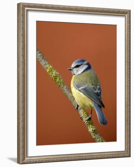 Blue Tit on Branch, Cornwall, UK-Ross Hoddinott-Framed Photographic Print