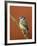 Blue Tit on Branch, Cornwall, UK-Ross Hoddinott-Framed Photographic Print