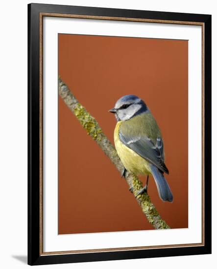 Blue Tit on Branch, Cornwall, UK-Ross Hoddinott-Framed Photographic Print