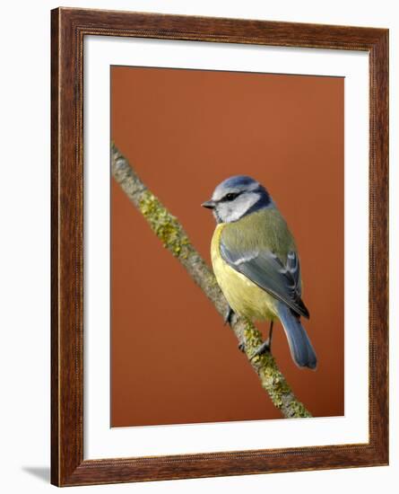 Blue Tit on Branch, Cornwall, UK-Ross Hoddinott-Framed Photographic Print