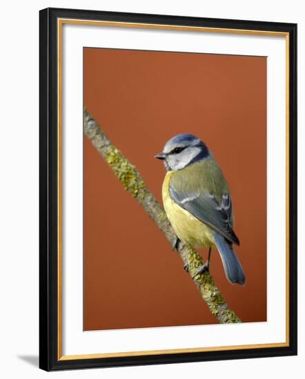 Blue Tit on Branch, Cornwall, UK-Ross Hoddinott-Framed Photographic Print