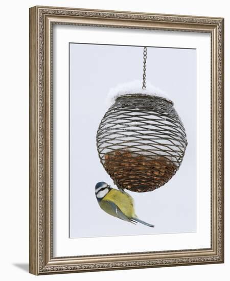 Blue Tit on Feeder in Snow, United Kingdom, Europe-Ann & Steve Toon-Framed Photographic Print