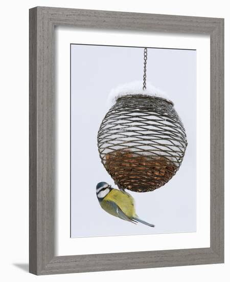 Blue Tit on Feeder in Snow, United Kingdom, Europe-Ann & Steve Toon-Framed Photographic Print