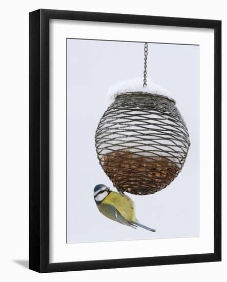 Blue Tit on Feeder in Snow, United Kingdom, Europe-Ann & Steve Toon-Framed Photographic Print