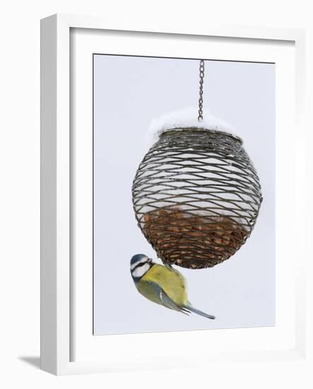 Blue Tit on Feeder in Snow, United Kingdom, Europe-Ann & Steve Toon-Framed Photographic Print