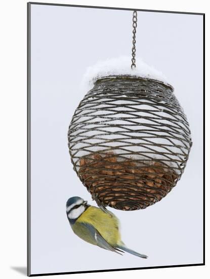 Blue Tit on Feeder in Snow, United Kingdom, Europe-Ann & Steve Toon-Mounted Photographic Print