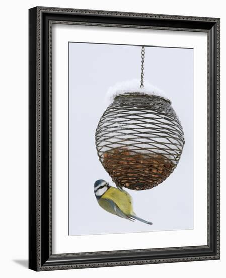 Blue Tit on Feeder in Snow, United Kingdom, Europe-Ann & Steve Toon-Framed Photographic Print