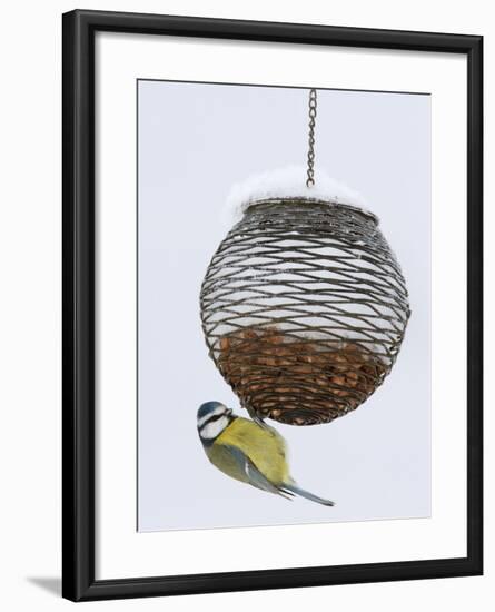 Blue Tit on Feeder in Snow, United Kingdom, Europe-Ann & Steve Toon-Framed Photographic Print