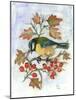 Blue Tit on Hawthorn-Nell Hill-Mounted Giclee Print