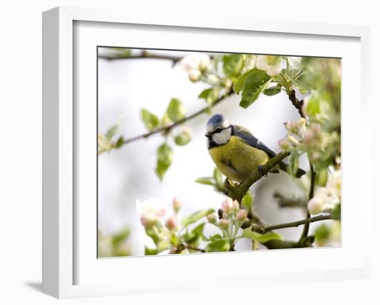 Blue Tit, (Parus Caeruleus), Bielefeld, Nordrhein Westfalen, Germany-Thorsten Milse-Framed Photographic Print