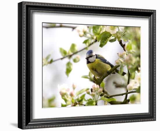 Blue Tit, (Parus Caeruleus), Bielefeld, Nordrhein Westfalen, Germany-Thorsten Milse-Framed Photographic Print