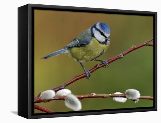 Blue Tit Perched Among Pussy Willow, West Sussex, England, UK-Andy Sands-Framed Premier Image Canvas