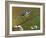 Blue Tit Perched Among Pussy Willow, West Sussex, England, UK-Andy Sands-Framed Photographic Print