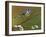 Blue Tit Perched Among Pussy Willow, West Sussex, England, UK-Andy Sands-Framed Photographic Print