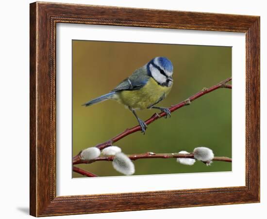 Blue Tit Perched Among Pussy Willow, West Sussex, England, UK-Andy Sands-Framed Photographic Print