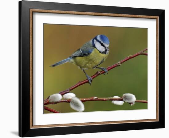 Blue Tit Perched Among Pussy Willow, West Sussex, England, UK-Andy Sands-Framed Photographic Print