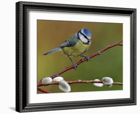 Blue Tit Perched Among Pussy Willow, West Sussex, England, UK-Andy Sands-Framed Photographic Print