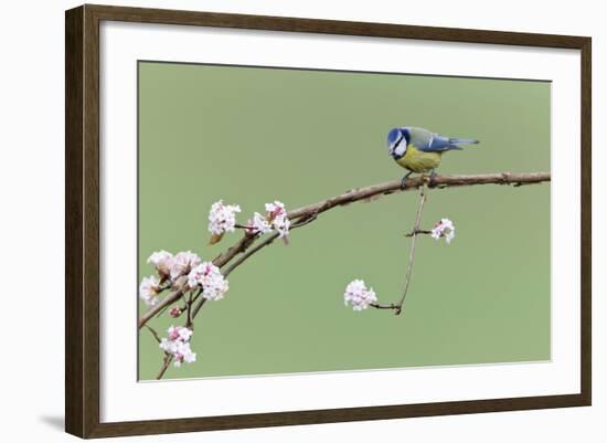 Blue Tit Perched on Flowering Viburnum Bush in Garden-null-Framed Photographic Print