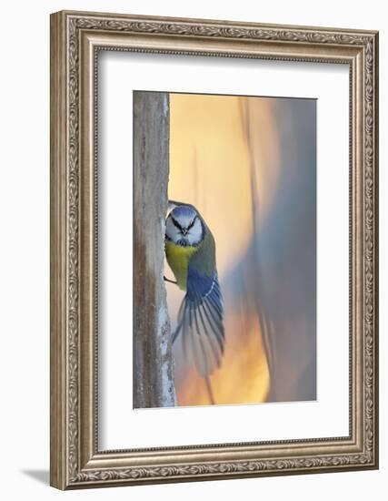 Blue tit perched on tree trunk, Haukipudas, Finland-Markus Varesvuo-Framed Photographic Print