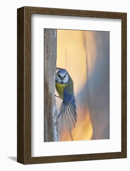Blue tit perched on tree trunk, Haukipudas, Finland-Markus Varesvuo-Framed Photographic Print