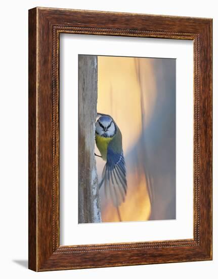 Blue tit perched on tree trunk, Haukipudas, Finland-Markus Varesvuo-Framed Photographic Print