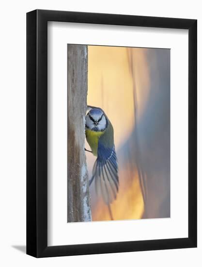 Blue tit perched on tree trunk, Haukipudas, Finland-Markus Varesvuo-Framed Photographic Print