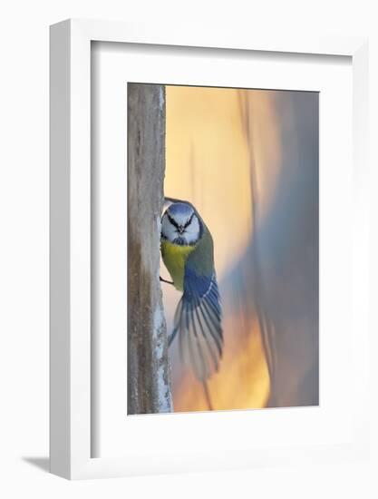 Blue tit perched on tree trunk, Haukipudas, Finland-Markus Varesvuo-Framed Photographic Print