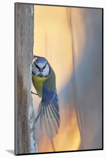 Blue tit perched on tree trunk, Haukipudas, Finland-Markus Varesvuo-Mounted Photographic Print