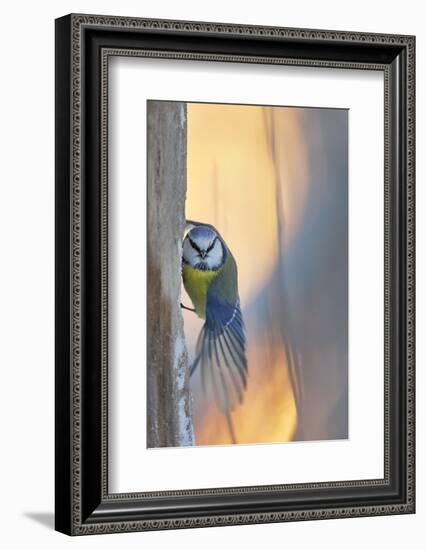 Blue tit perched on tree trunk, Haukipudas, Finland-Markus Varesvuo-Framed Photographic Print