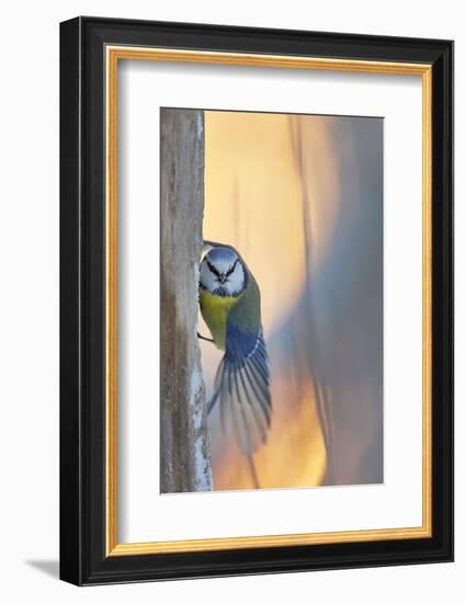 Blue tit perched on tree trunk, Haukipudas, Finland-Markus Varesvuo-Framed Photographic Print