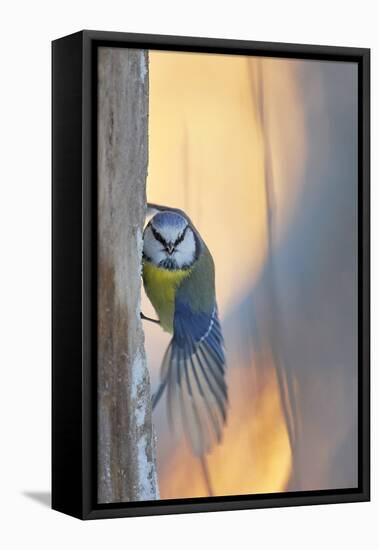 Blue tit perched on tree trunk, Haukipudas, Finland-Markus Varesvuo-Framed Premier Image Canvas