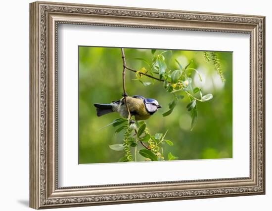 Blue tit perching on a branch, Germany-Konrad Wothe-Framed Photographic Print