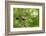 Blue tit perching on a branch, Germany-Konrad Wothe-Framed Photographic Print